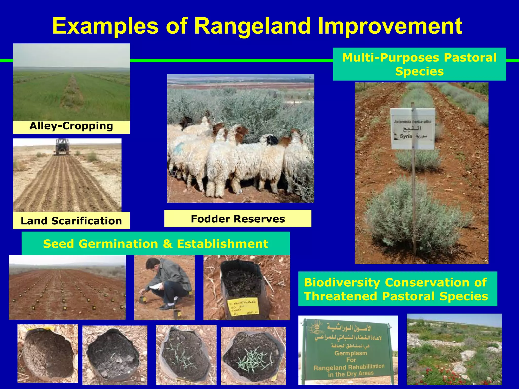 Examples of Rangeland Improvement
                                              Multi-Purposes Pastoral
                                                      Species



 Alley-Cropping




Land Scarification     Fodder Reserves

   Seed Germination & Establishment


                                         Biodiversity Conservation of
                                         Threatened Pastoral Species
 