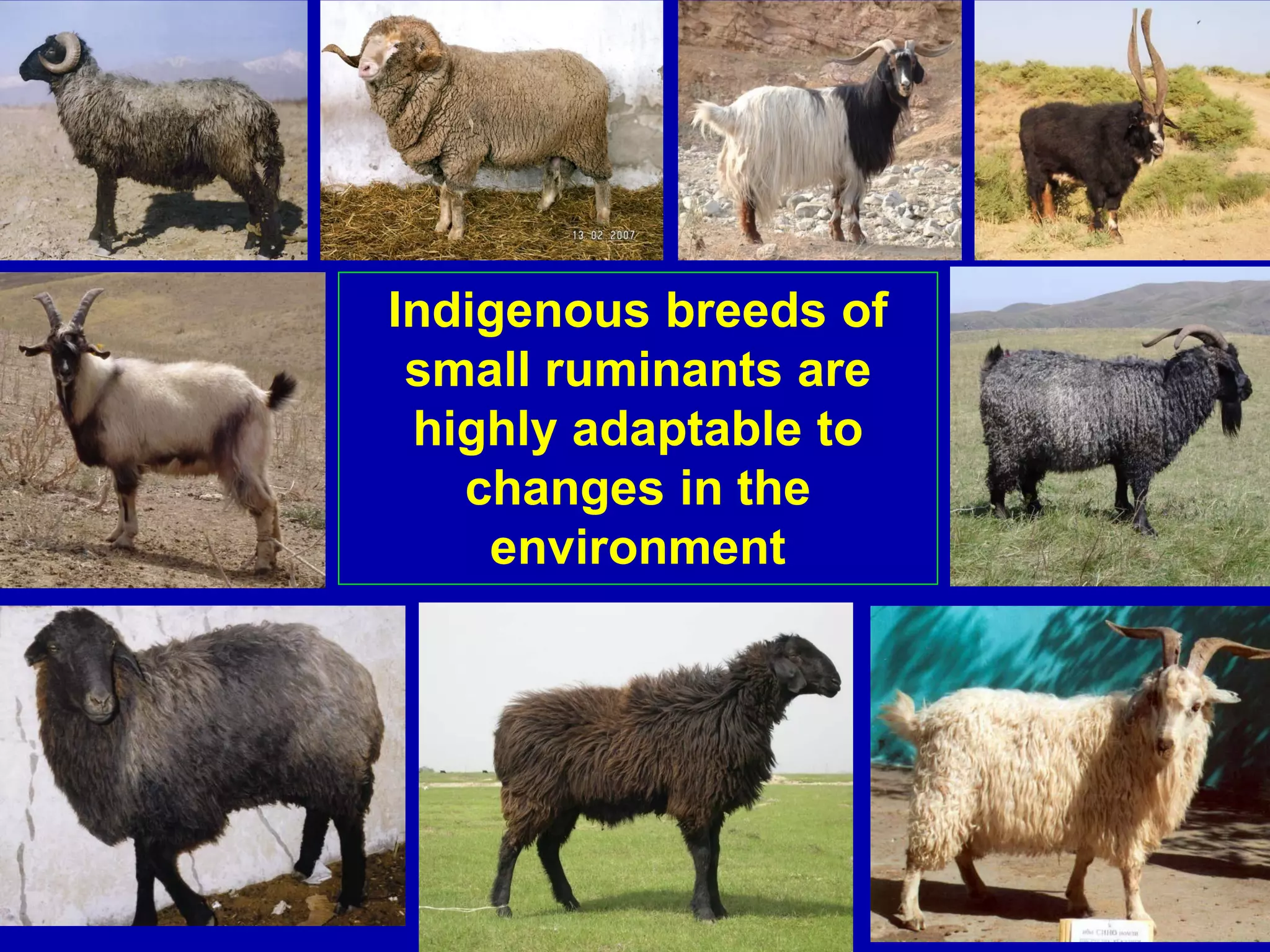 Indigenous breeds of
 small ruminants are
 highly adaptable to
   changes in the
    environment
 