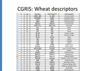 CGRIS: Wheat descriptors

 