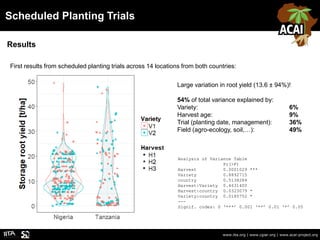Scheduled Planting Trials
www.iita.org | www.cgiar.org | www.acai-project.org
Results
First results from scheduled plantin...