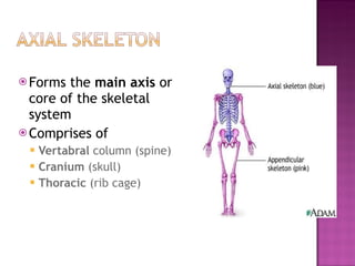 Forms the main axis or core of the skeletal system Comprises of Vertabral column (spine) Cranium (skull) Thoracic (rib cage)