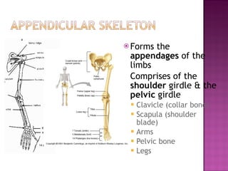 Forms the appendages of the limbs Comprises of the shoulder girdle & the pelvic girdle Clavicle (collar bone) Scapula (shoulder blade) Arms Pelvic bone Legs