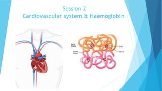 Session 2
Cardiovascular system & Haemoglobin
 