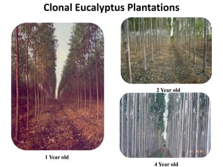 Session 3.1 agroforestry for wood and food security | PPTX