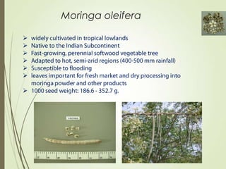 Moringa oleifera







 