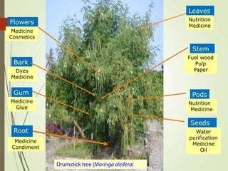 Session 3.3 Moringa for improved nutrition