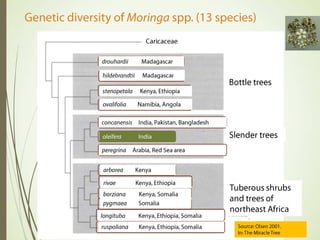 Session 3.3 Moringa for improved nutrition