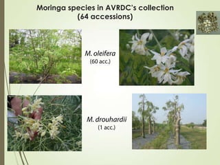 Session 3.3 Moringa for improved nutrition