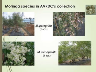 Session 3.3 Moringa for improved nutrition