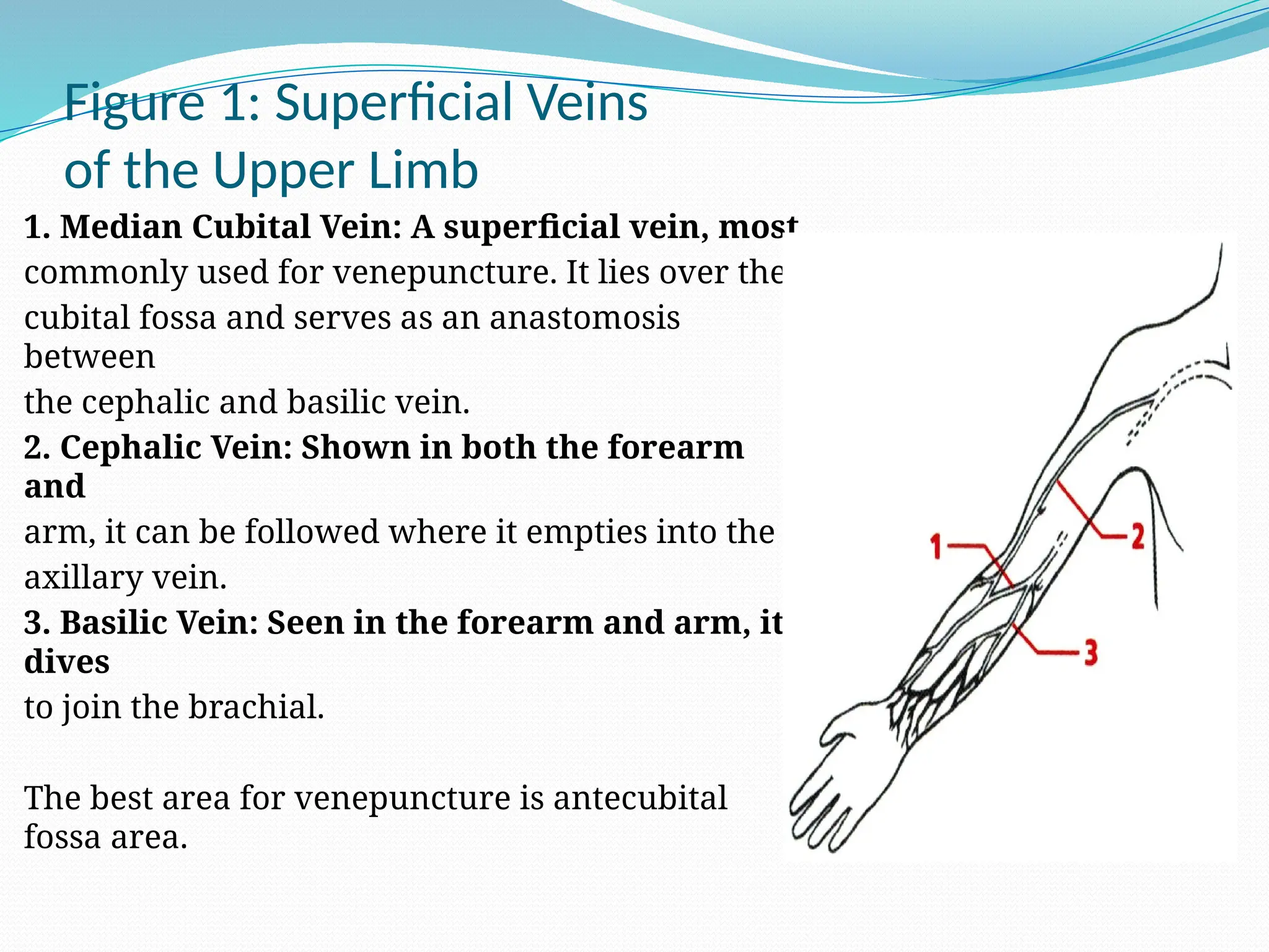 Figure 1: Superficial Veins
of the Upper Limb
1. Median Cubital Vein: A superficial vein, most
commonly used for venepuncture. It lies over the
cubital fossa and serves as an anastomosis
between
the cephalic and basilic vein.
2. Cephalic Vein: Shown in both the forearm
and
arm, it can be followed where it empties into the
axillary vein.
3. Basilic Vein: Seen in the forearm and arm, it
dives
to join the brachial.
The best area for venepuncture is antecubital
fossa area.
 