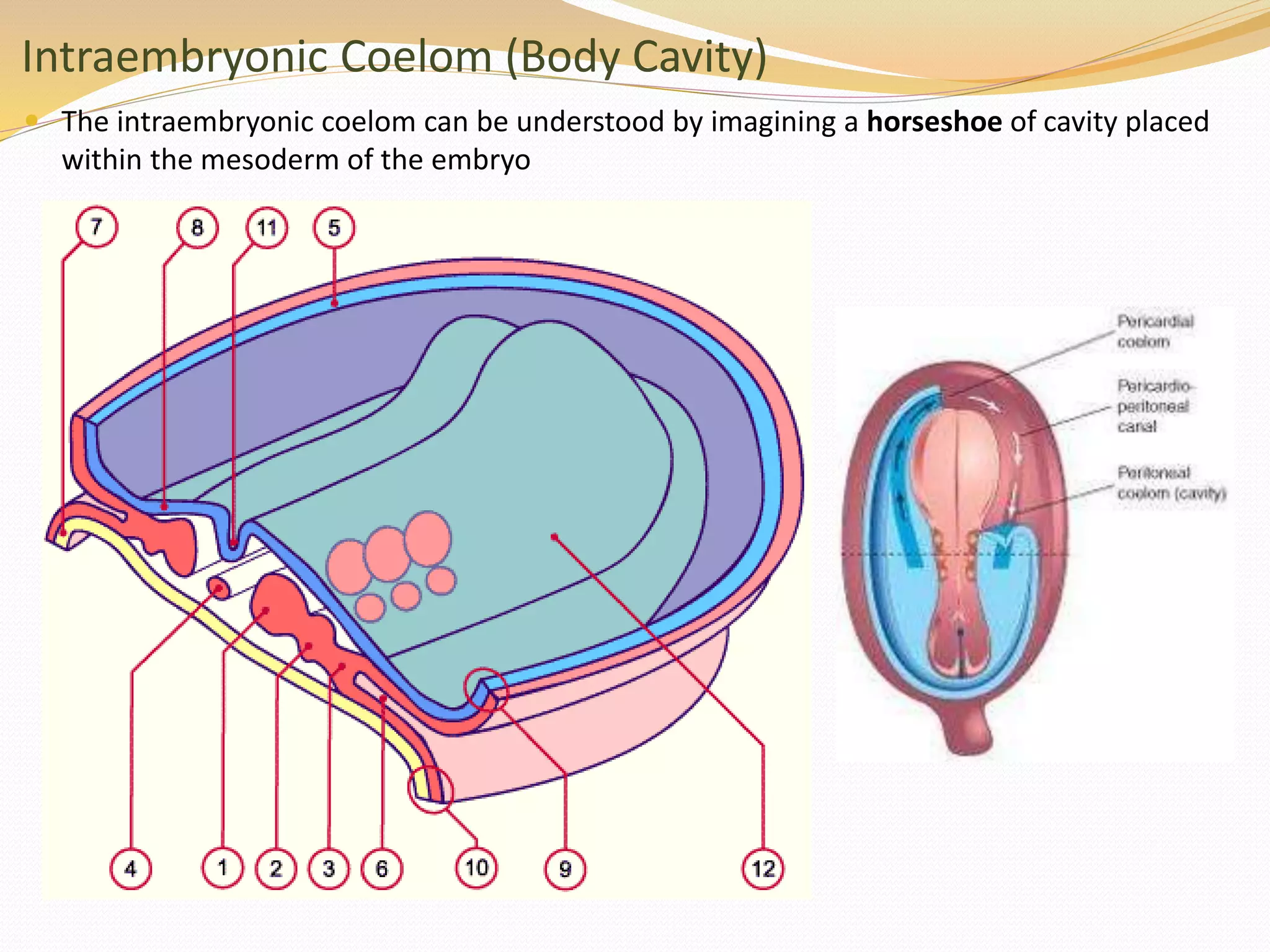 Intraembryonic Coelom (Body Cavity)
 The intraembryonic coelom can be understood by imagining a horseshoe of cavity placed
within the mesoderm of the embryo
 