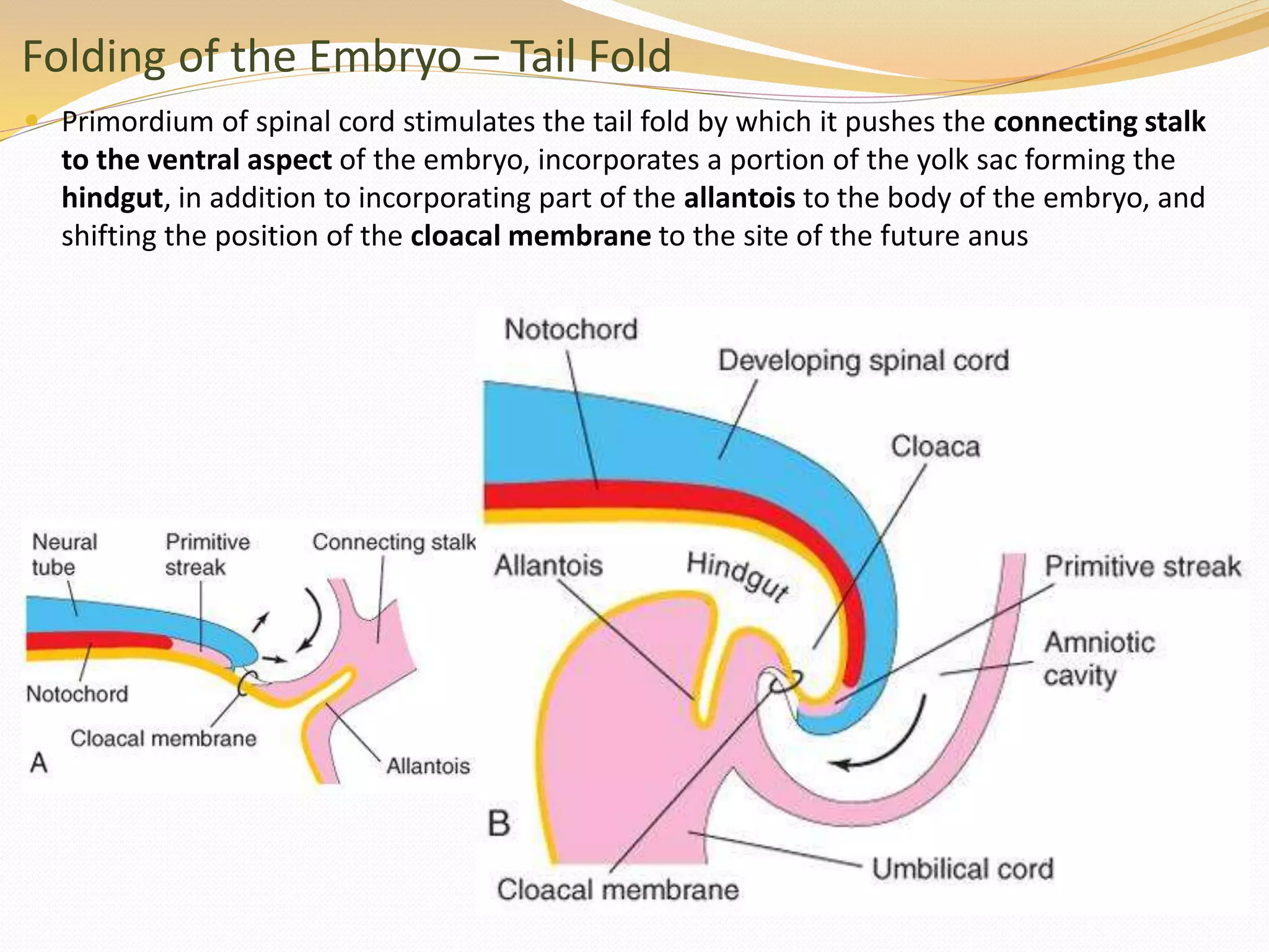 Folding of the Embryo – Tail Fold
 Primordium of spinal cord stimulates the tail fold by which it pushes the connecting stalk
to the ventral aspect of the embryo, incorporates a portion of the yolk sac forming the
hindgut, in addition to incorporating part of the allantois to the body of the embryo, and
shifting the position of the cloacal membrane to the site of the future anus
 