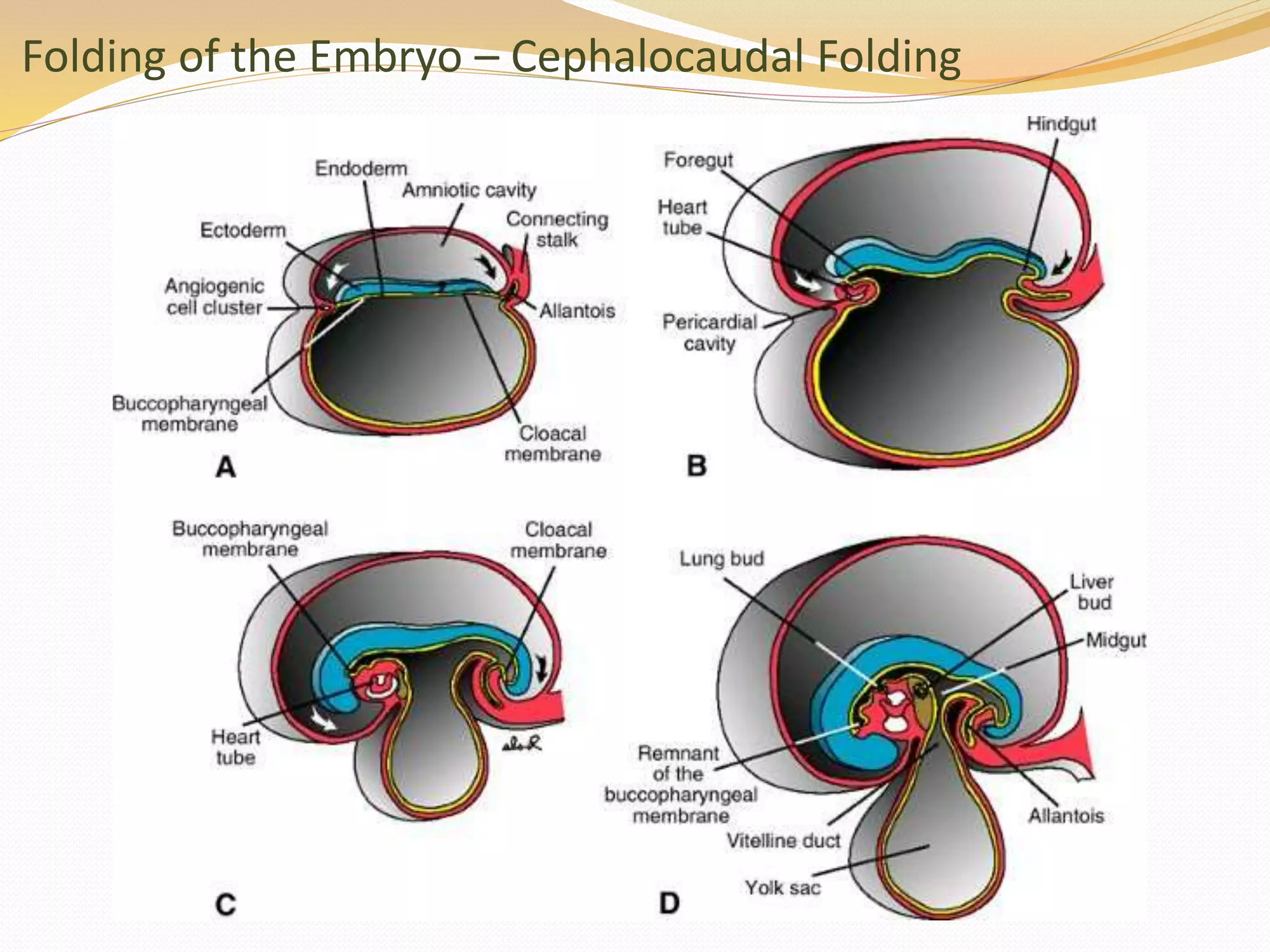 Folding of the Embryo – Cephalocaudal Folding
 