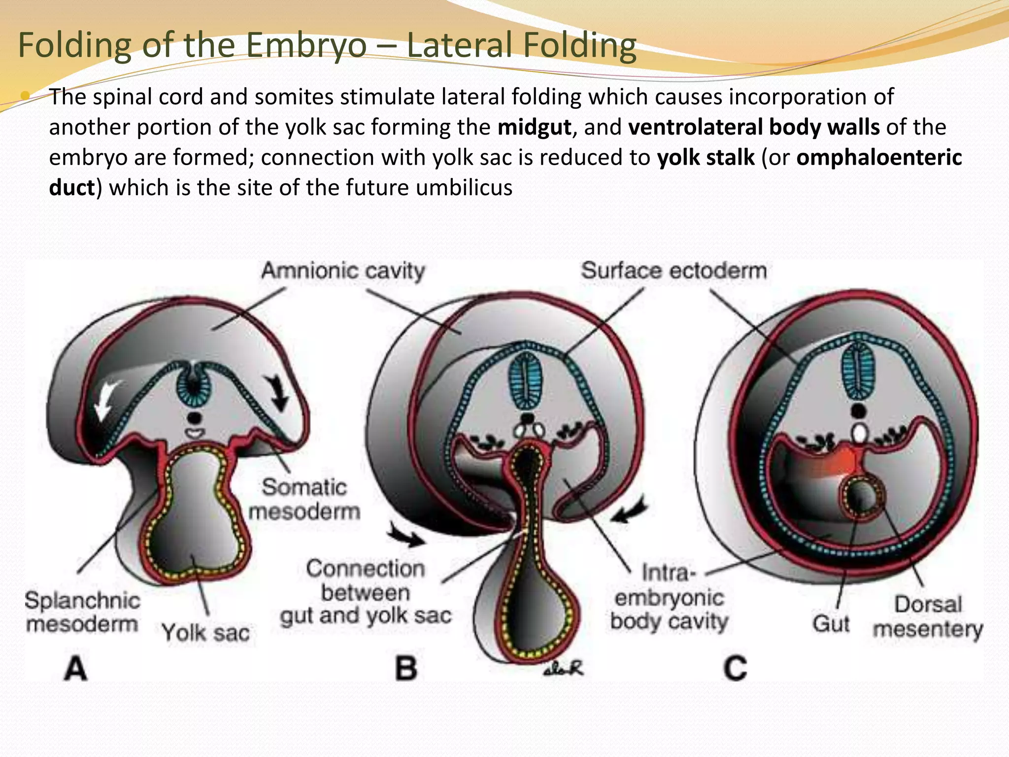 Folding of the Embryo – Lateral Folding
 The spinal cord and somites stimulate lateral folding which causes incorporation of
another portion of the yolk sac forming the midgut, and ventrolateral body walls of the
embryo are formed; connection with yolk sac is reduced to yolk stalk (or omphaloenteric
duct) which is the site of the future umbilicus
 