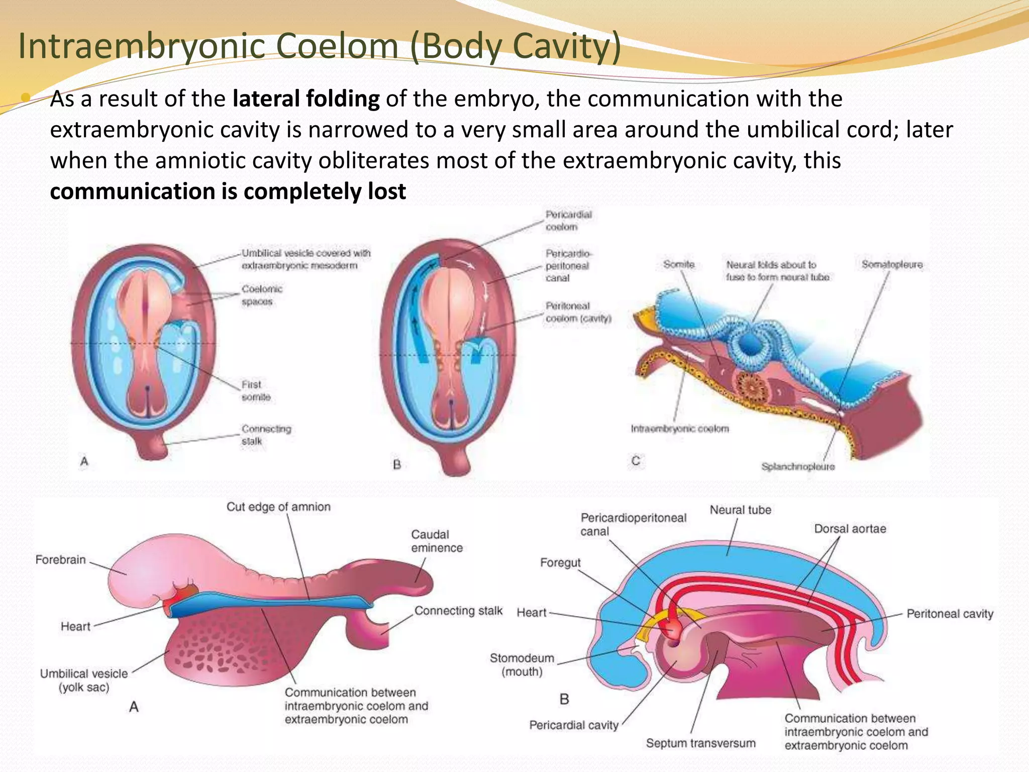 Intraembryonic Coelom (Body Cavity)
 As a result of the lateral folding of the embryo, the communication with the
extraembryonic cavity is narrowed to a very small area around the umbilical cord; later
when the amniotic cavity obliterates most of the extraembryonic cavity, this
communication is completely lost
 