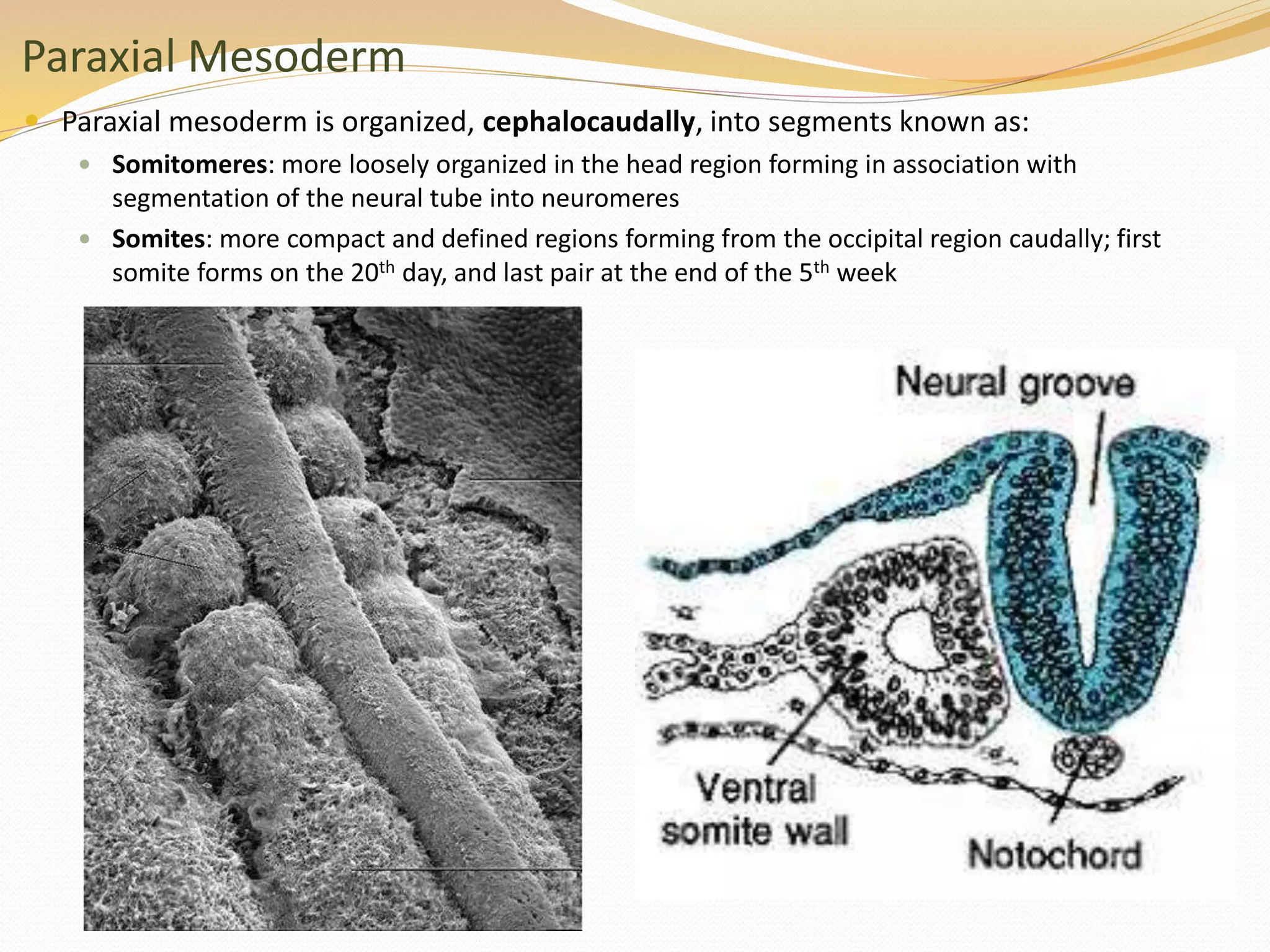 Paraxial Mesoderm
 Paraxial mesoderm is organized, cephalocaudally, into segments known as:
 Somitomeres: more loosely organized in the head region forming in association with
segmentation of the neural tube into neuromeres
 Somites: more compact and defined regions forming from the occipital region caudally; first
somite forms on the 20th day, and last pair at the end of the 5th week
 