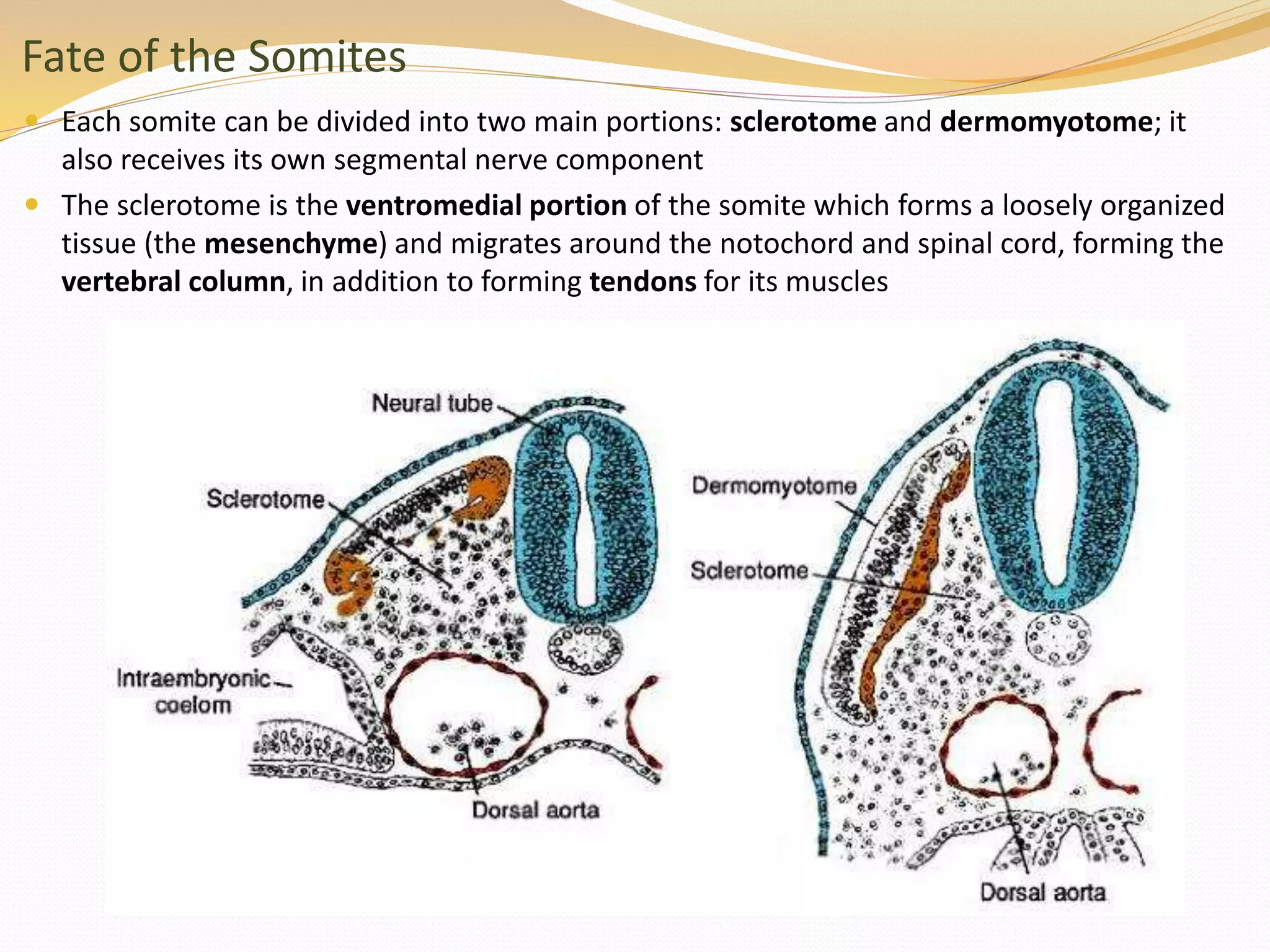 Fate of the Somites
 Each somite can be divided into two main portions: sclerotome and dermomyotome; it
also receives its own segmental nerve component
 The sclerotome is the ventromedial portion of the somite which forms a loosely organized
tissue (the mesenchyme) and migrates around the notochord and spinal cord, forming the
vertebral column, in addition to forming tendons for its muscles
 