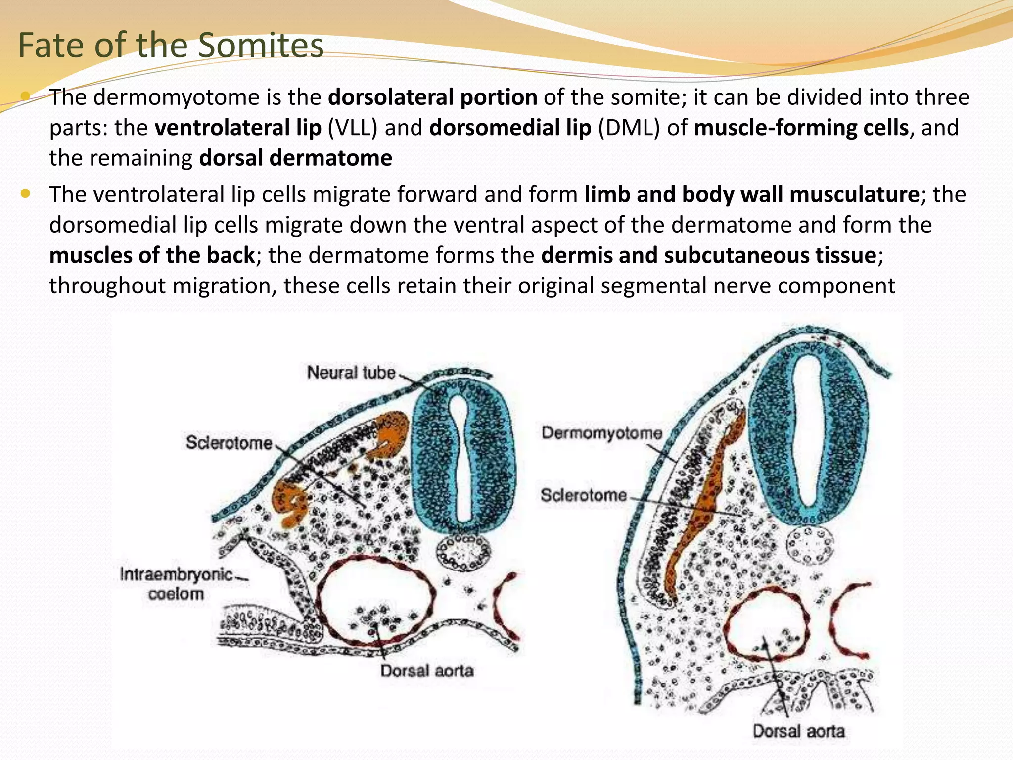 Fate of the Somites
 The dermomyotome is the dorsolateral portion of the somite; it can be divided into three
parts: the ventrolateral lip (VLL) and dorsomedial lip (DML) of muscle-forming cells, and
the remaining dorsal dermatome
 The ventrolateral lip cells migrate forward and form limb and body wall musculature; the
dorsomedial lip cells migrate down the ventral aspect of the dermatome and form the
muscles of the back; the dermatome forms the dermis and subcutaneous tissue;
throughout migration, these cells retain their original segmental nerve component
 