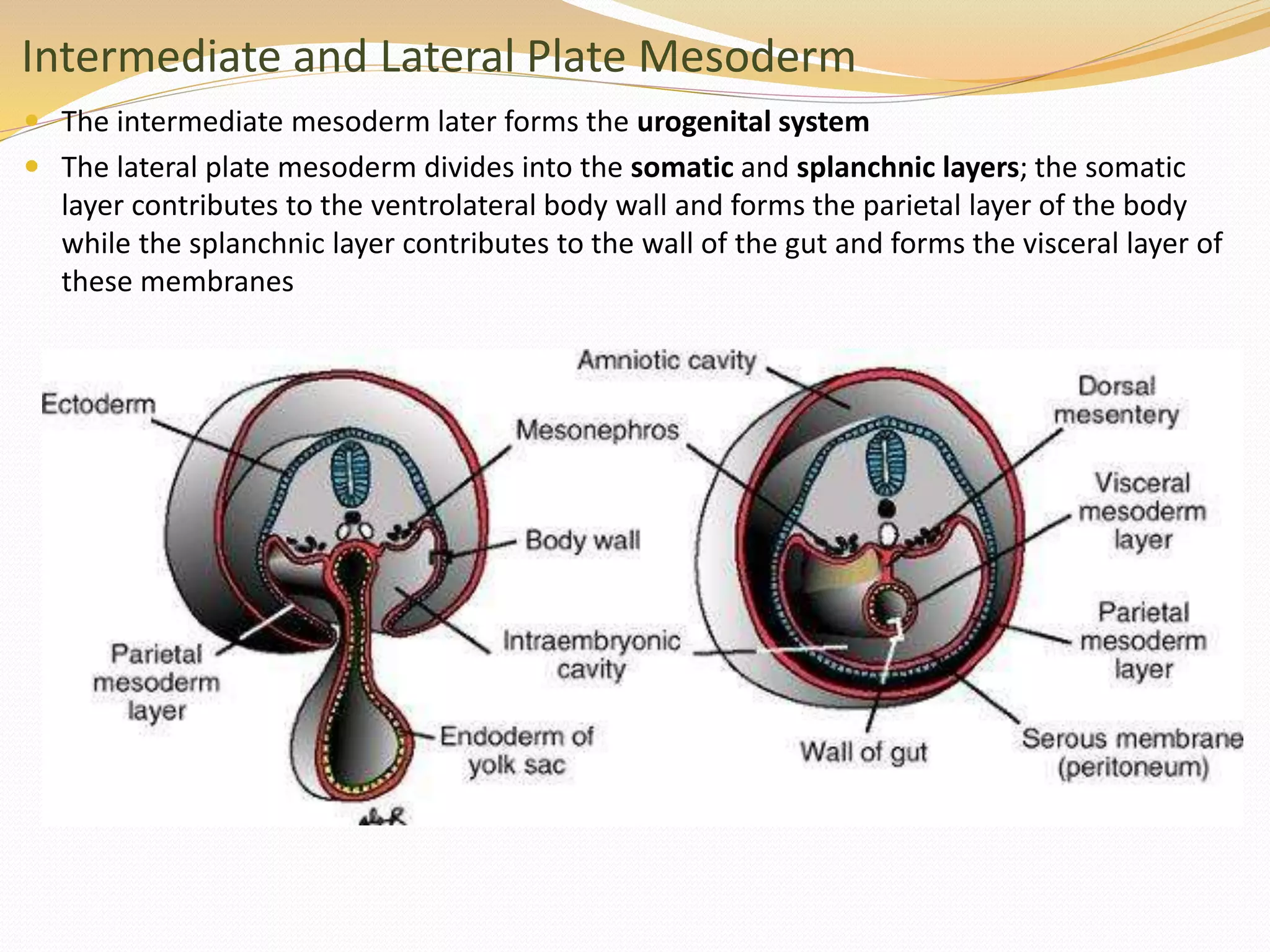 Intermediate and Lateral Plate Mesoderm
 The intermediate mesoderm later forms the urogenital system
 The lateral plate mesoderm divides into the somatic and splanchnic layers; the somatic
layer contributes to the ventrolateral body wall and forms the parietal layer of the body
while the splanchnic layer contributes to the wall of the gut and forms the visceral layer of
these membranes
 