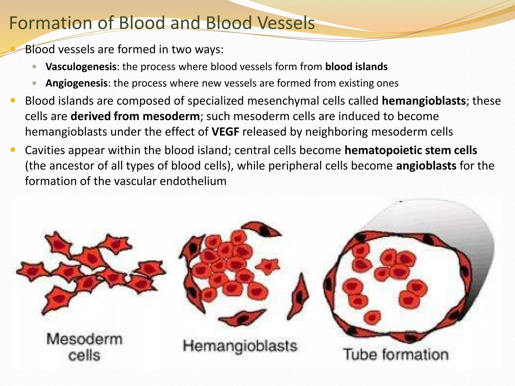 Formation of Blood and Blood Vessels
 Blood vessels are formed in two ways:
 Vasculogenesis: the process where blood vessels form from blood islands
 Angiogenesis: the process where new vessels are formed from existing ones
 Blood islands are composed of specialized mesenchymal cells called hemangioblasts; these
cells are derived from mesoderm; such mesoderm cells are induced to become
hemangioblasts under the effect of VEGF released by neighboring mesoderm cells
 Cavities appear within the blood island; central cells become hematopoietic stem cells
(the ancestor of all types of blood cells), while peripheral cells become angioblasts for the
formation of the vascular endothelium
 