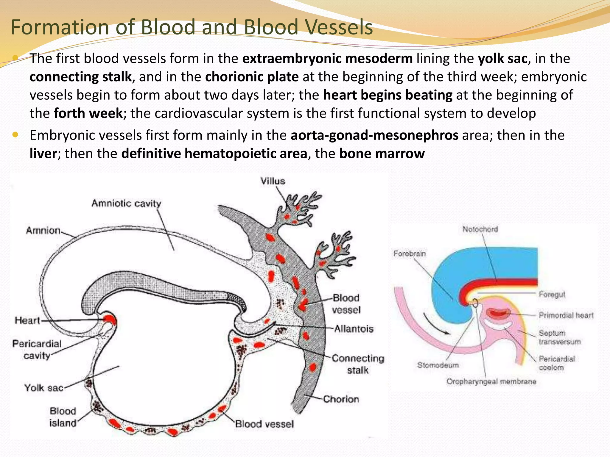 Formation of Blood and Blood Vessels
 The first blood vessels form in the extraembryonic mesoderm lining the yolk sac, in the
connecting stalk, and in the chorionic plate at the beginning of the third week; embryonic
vessels begin to form about two days later; the heart begins beating at the beginning of
the forth week; the cardiovascular system is the first functional system to develop
 Embryonic vessels first form mainly in the aorta-gonad-mesonephros area; then in the
liver; then the definitive hematopoietic area, the bone marrow
 