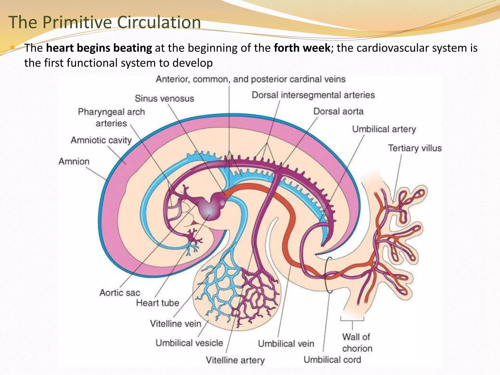 The Primitive Circulation
 The heart begins beating at the beginning of the forth week; the cardiovascular system is
the first functional system to develop
 