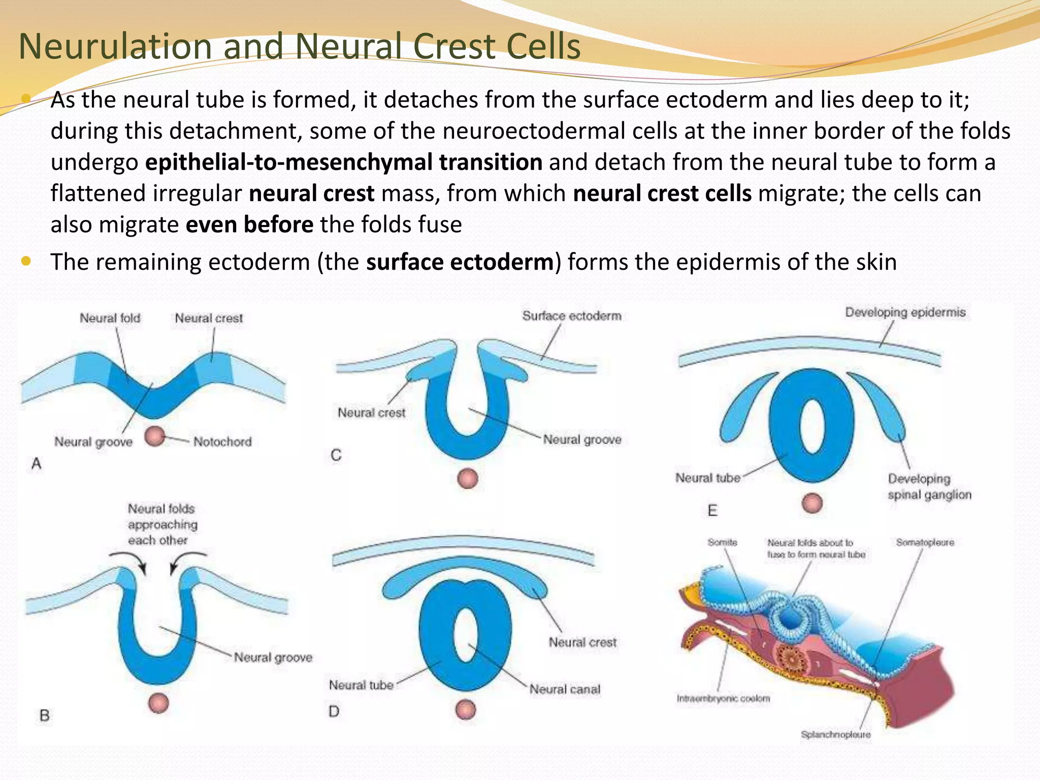 Neurulation and Neural Crest Cells
 As the neural tube is formed, it detaches from the surface ectoderm and lies deep to it;
during this detachment, some of the neuroectodermal cells at the inner border of the folds
undergo epithelial-to-mesenchymal transition and detach from the neural tube to form a
flattened irregular neural crest mass, from which neural crest cells migrate; the cells can
also migrate even before the folds fuse
 The remaining ectoderm (the surface ectoderm) forms the epidermis of the skin
 