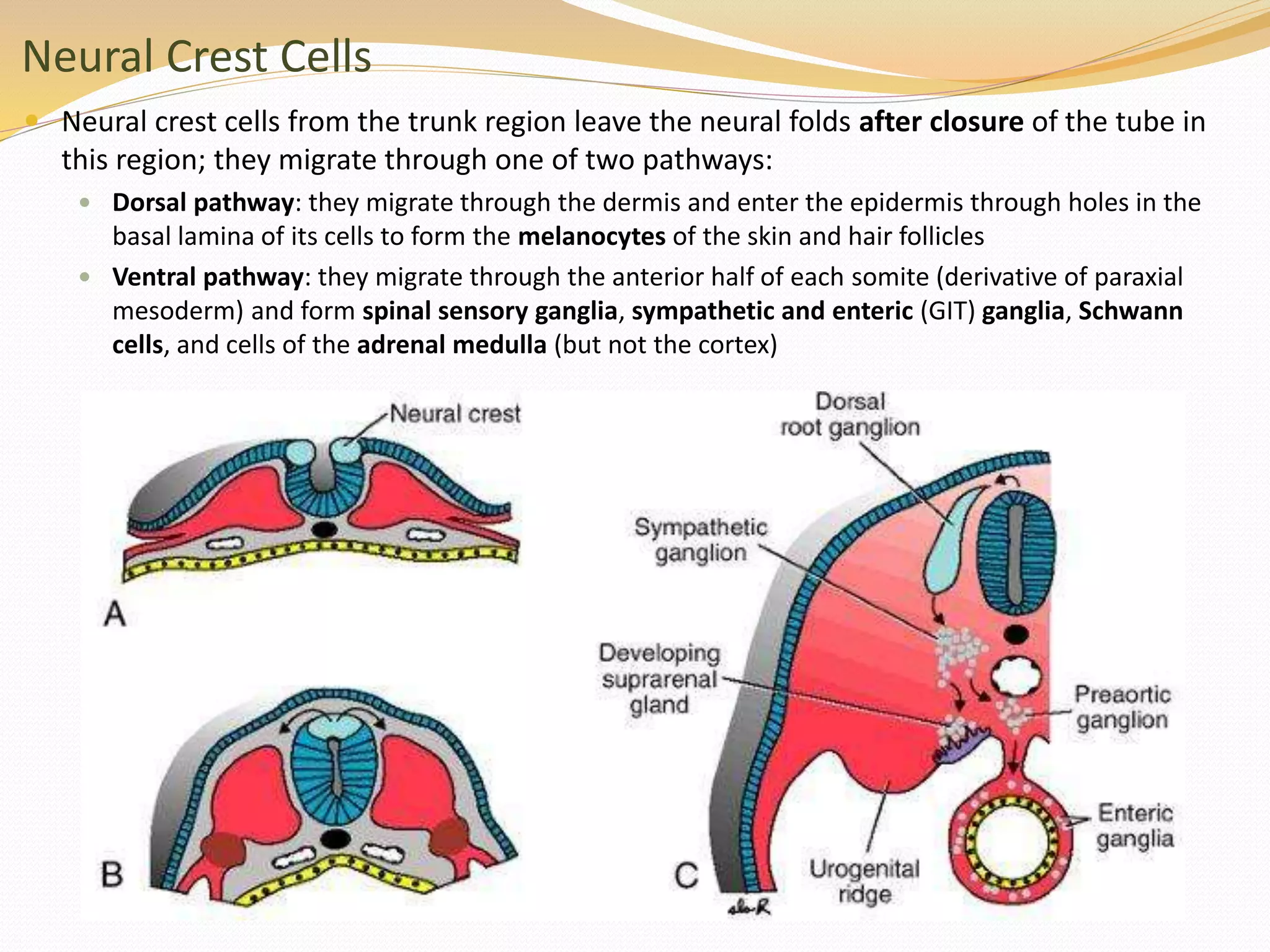 Neural Crest Cells
 Neural crest cells from the trunk region leave the neural folds after closure of the tube in
this region; they migrate through one of two pathways:
 Dorsal pathway: they migrate through the dermis and enter the epidermis through holes in the
basal lamina of its cells to form the melanocytes of the skin and hair follicles
 Ventral pathway: they migrate through the anterior half of each somite (derivative of paraxial
mesoderm) and form spinal sensory ganglia, sympathetic and enteric (GIT) ganglia, Schwann
cells, and cells of the adrenal medulla (but not the cortex)
 