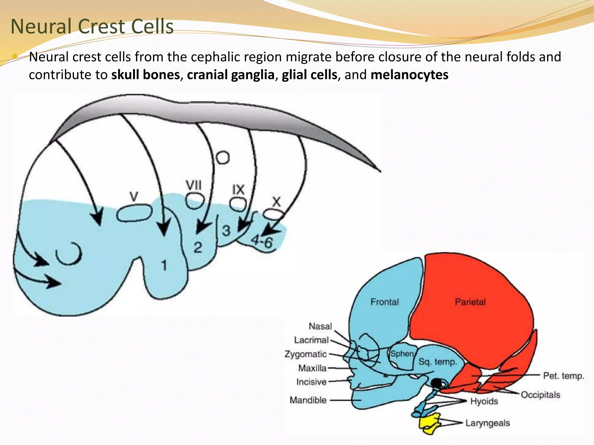 Neural Crest Cells
 Neural crest cells from the cephalic region migrate before closure of the neural folds and
contribute to skull bones, cranial ganglia, glial cells, and melanocytes
 