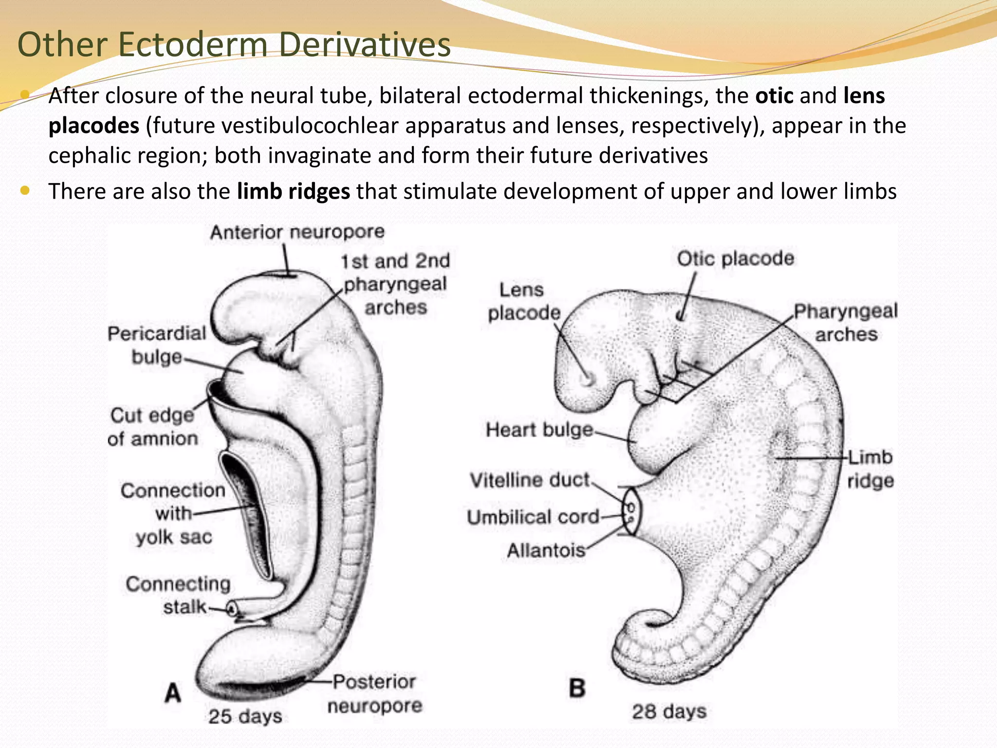 Other Ectoderm Derivatives
 After closure of the neural tube, bilateral ectodermal thickenings, the otic and lens
placodes (future vestibulocochlear apparatus and lenses, respectively), appear in the
cephalic region; both invaginate and form their future derivatives
 There are also the limb ridges that stimulate development of upper and lower limbs
 