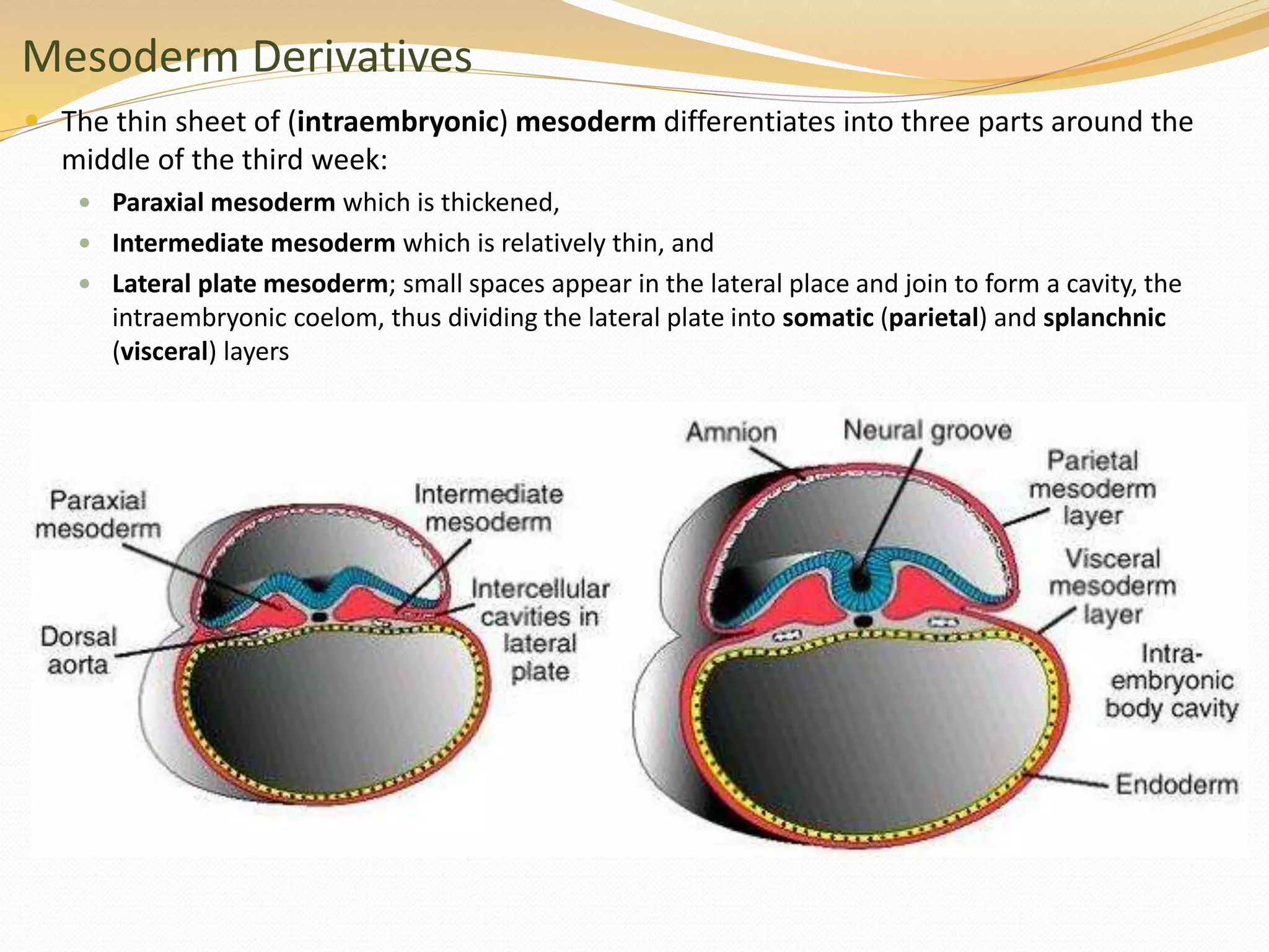 Mesoderm Derivatives
 The thin sheet of (intraembryonic) mesoderm differentiates into three parts around the
middle of the third week:
 Paraxial mesoderm which is thickened,
 Intermediate mesoderm which is relatively thin, and
 Lateral plate mesoderm; small spaces appear in the lateral place and join to form a cavity, the
intraembryonic coelom, thus dividing the lateral plate into somatic (parietal) and splanchnic
(visceral) layers
 