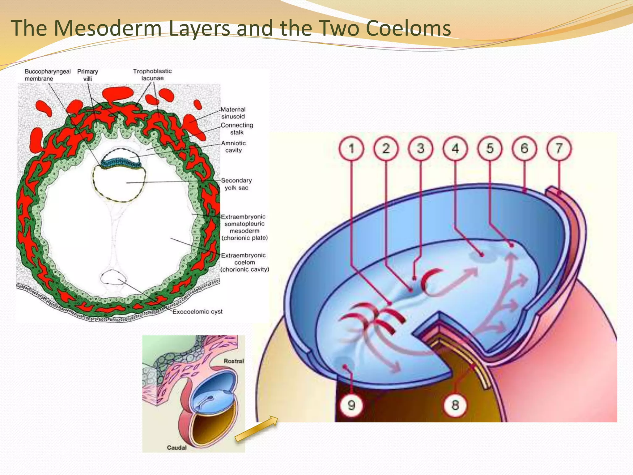 The Mesoderm Layers and the Two Coeloms
 