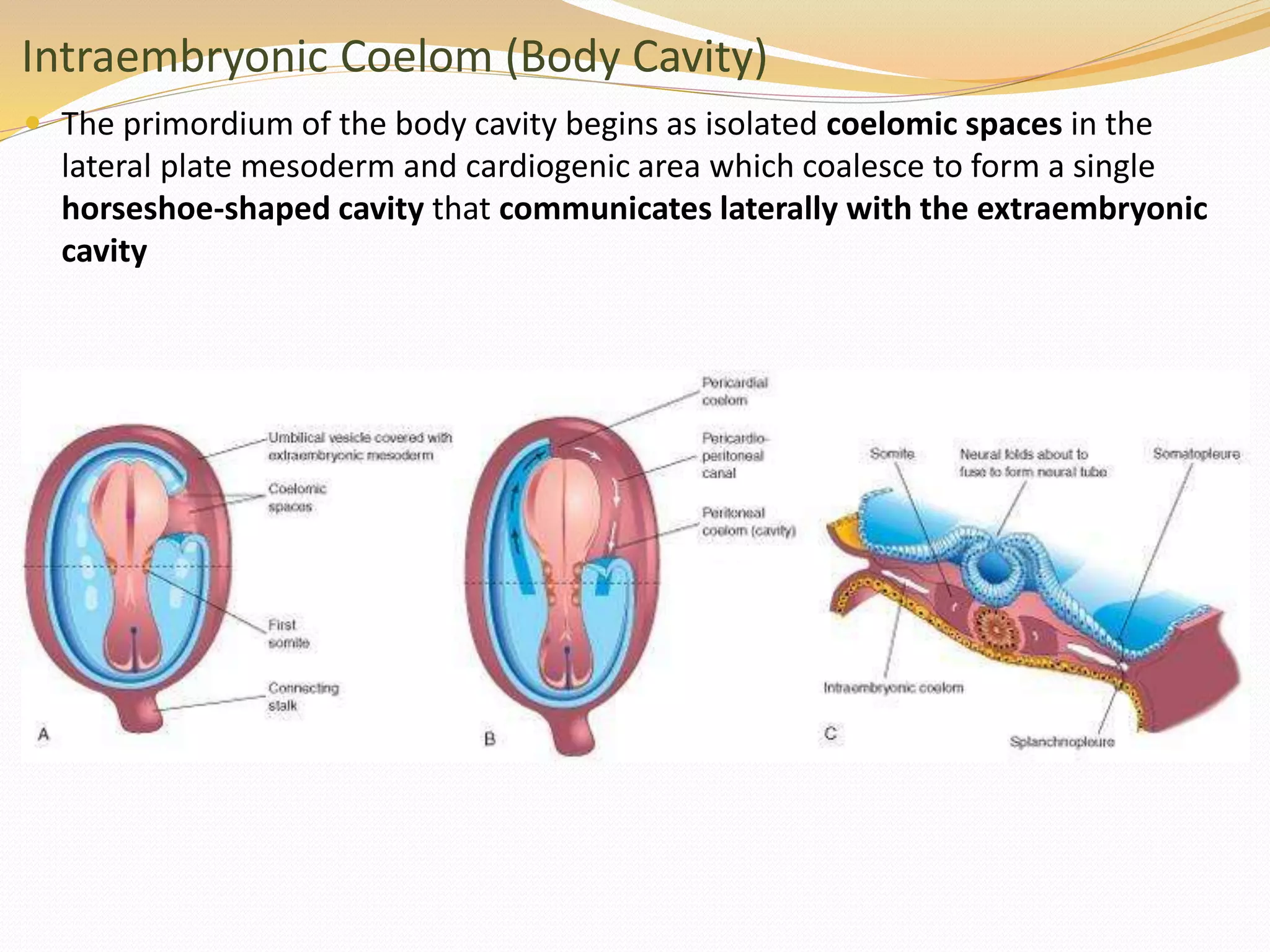 Intraembryonic Coelom (Body Cavity)
 The primordium of the body cavity begins as isolated coelomic spaces in the
lateral plate mesoderm and cardiogenic area which coalesce to form a single
horseshoe-shaped cavity that communicates laterally with the extraembryonic
cavity
 