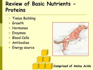 Review of Basic Nutrients -
Proteins
• Tissue Building
• Growth
• Hormones
• Enzymes
• Blood Cells
• Antibodies
• Energy source
Comprised of Amino Acids
 