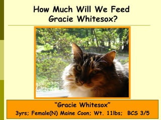 How Much Will We Feed
Gracie Whitesox?
“Gracie Whitesox”
3yrs; Female(N) Maine Coon; Wt. 11lbs; BCS 3/5
 