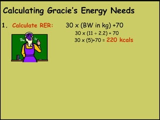 1. Calculate RER: 30 x (BW in kg) +70
30 x (11 ÷ 2.2) + 70
30 x (5)+70 = 220 kcals
Calculating Gracie’s Energy Needs
 