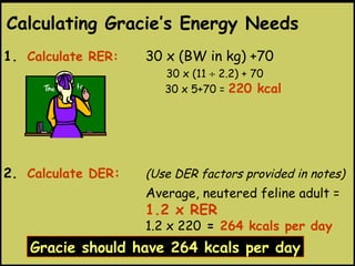 1. Calculate RER: 30 x (BW in kg) +70
30 x (11 ÷ 2.2) + 70
30 x 5+70 = 220 kcal
2. Calculate DER: (Use DER factors provided in notes)
Average, neutered feline adult =
1.2 x RER
1.2 x 220 = 264 kcals per day
Gracie should have 264 kcals per day
Calculating Gracie’s Energy Needs
 