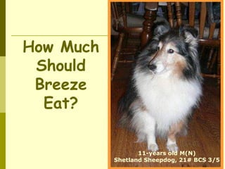 How Much
Should
Breeze
Eat?
11-years old M(N)
Shetland Sheepdog, 21# BCS 3/5
 