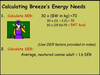 1. Calculate RER: 30 x (BW in kg) +70
30 x (11 ÷ 2.2) + 70
30 x (15.9)+70 = 547 kcal
2. Calculate DER:
Average, neutered canine adult = 1.6 DER
(Use DER factors provided in notes)
Calculating Breeze’s Energy Needs
 