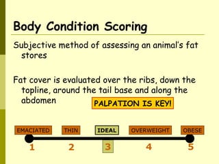 Body Condition Scoring
Subjective method of assessing an animal’s fat
stores
Fat cover is evaluated over the ribs, down the
topline, around the tail base and along the
abdomen
1 2 4 5
EMACIATED THIN
3
IDEAL OVERWEIGHT OBESE
PALPATION IS KEY!
 