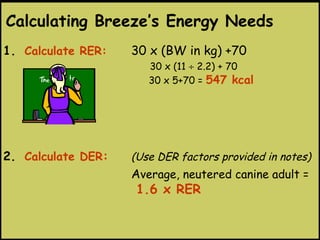 1. Calculate RER: 30 x (BW in kg) +70
30 x (11 ÷ 2.2) + 70
30 x 5+70 = 547 kcal
2. Calculate DER: (Use DER factors provided in notes)
Average, neutered canine adult =
1.6 x RER
Calculating Breeze’s Energy Needs
 