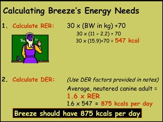 1. Calculate RER: 30 x (BW in kg) +70
30 x (11 ÷ 2.2) + 70
30 x (15.9)+70 = 547 kcal
2. Calculate DER: (Use DER factors provided in notes)
Average, neutered canine adult =
1.6 x RER
1.6 x 547 = 875 kcals per day
Breeze should have 875 kcals per day
Calculating Breeze’s Energy Needs
 