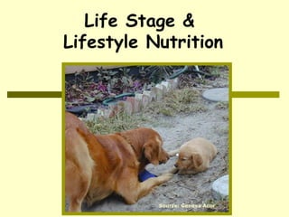 Life Stage &
Lifestyle Nutrition
Source: Geneva Acor
 
