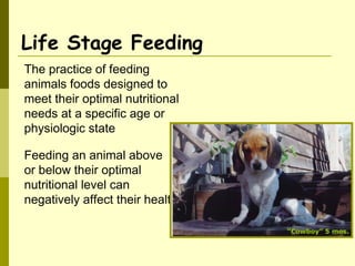 Life Stage Feeding
The practice of feeding
animals foods designed to
meet their optimal nutritional
needs at a specific age or
physiologic state
Feeding an animal above
or below their optimal
nutritional level can
negatively affect their health.
“Cowboy” 5 mos.
 