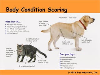 © Hill’s Pet Nutrition, Inc.
Body Condition Scoring
 