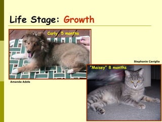 Life Stage: Growth
Carly, 5 months
Amanda Adels
“Maisey” 8 months
Stephanie Caviglia
 