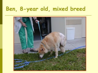Ben, 8-year old, mixed breed
 