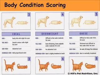 © Hill’s Pet Nutrition, Inc.
Body Condition Scoring
 