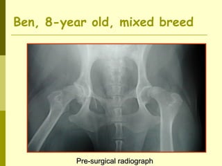 Pre-surgical radiographPre-surgical radiograph
Ben, 8-year old, mixed breed
 