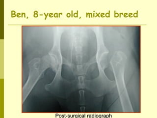 Post-surgical radiographPost-surgical radiograph
Ben, 8-year old, mixed breed
 